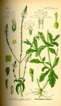 Eisenkraut Litho